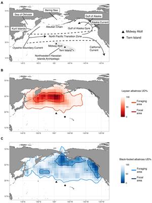 Divergent post-breeding spatial habitat use of Laysan and black-footed albatross